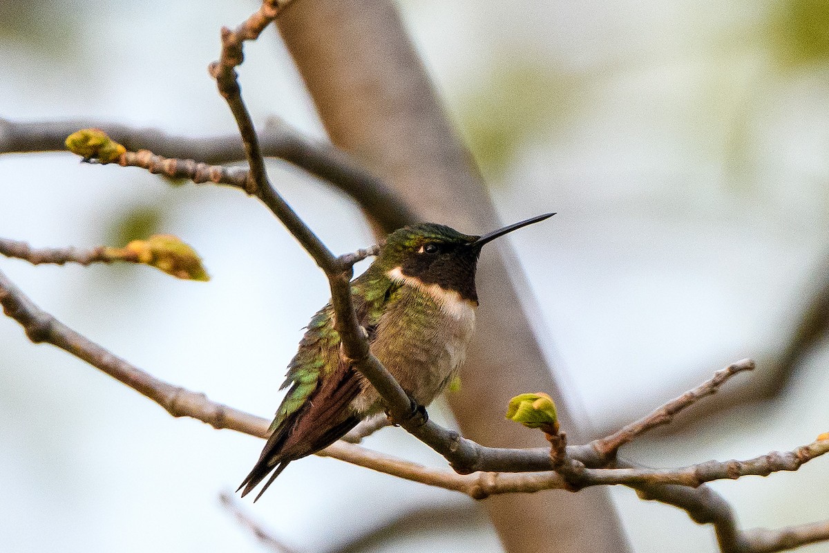 Ruby-throated Hummingbird - Naseem Reza