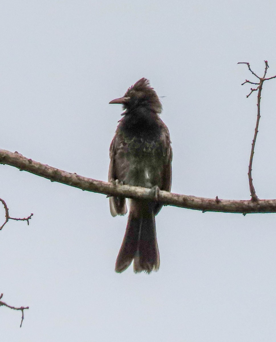 Red-vented Bulbul - Tira Overstreet