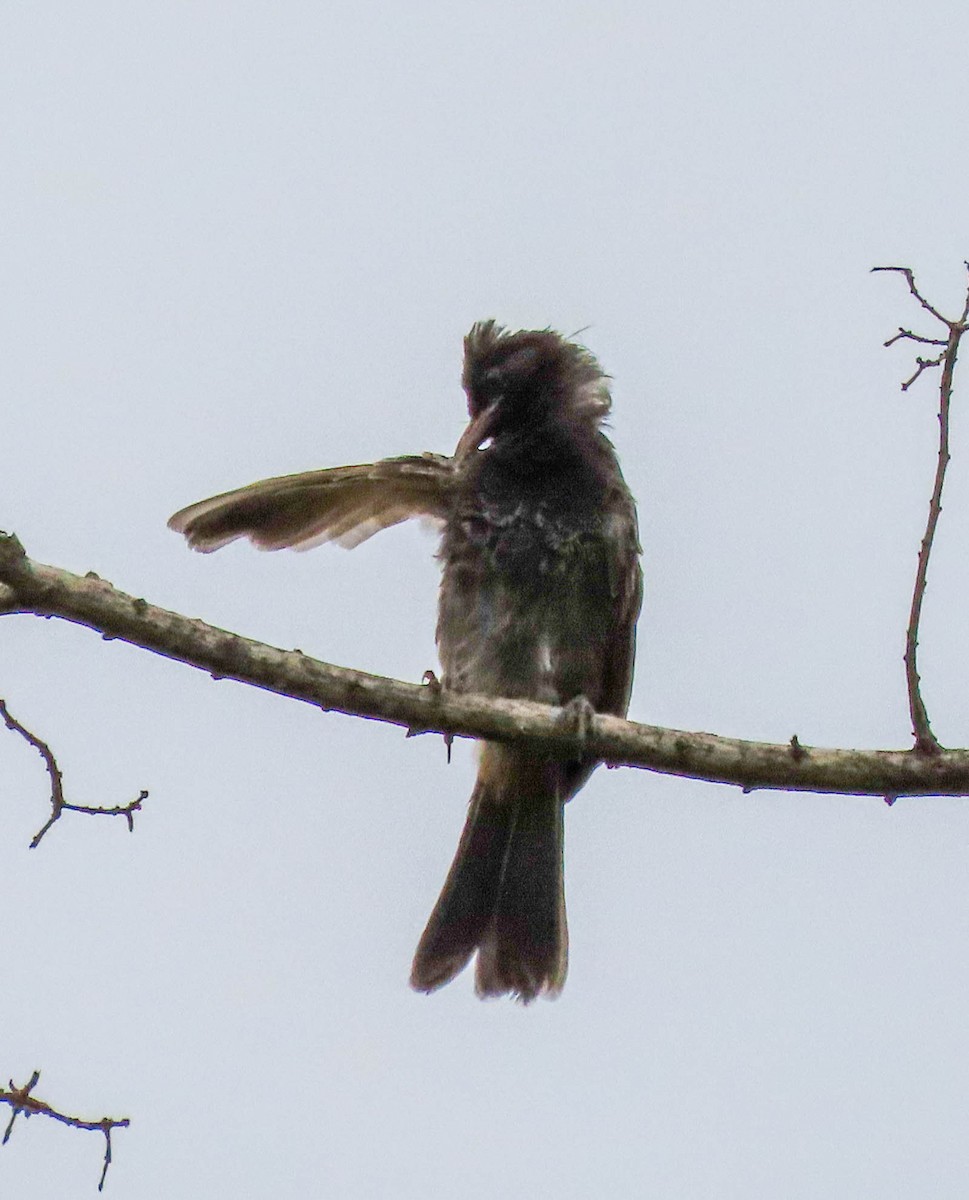 Red-vented Bulbul - Tira Overstreet