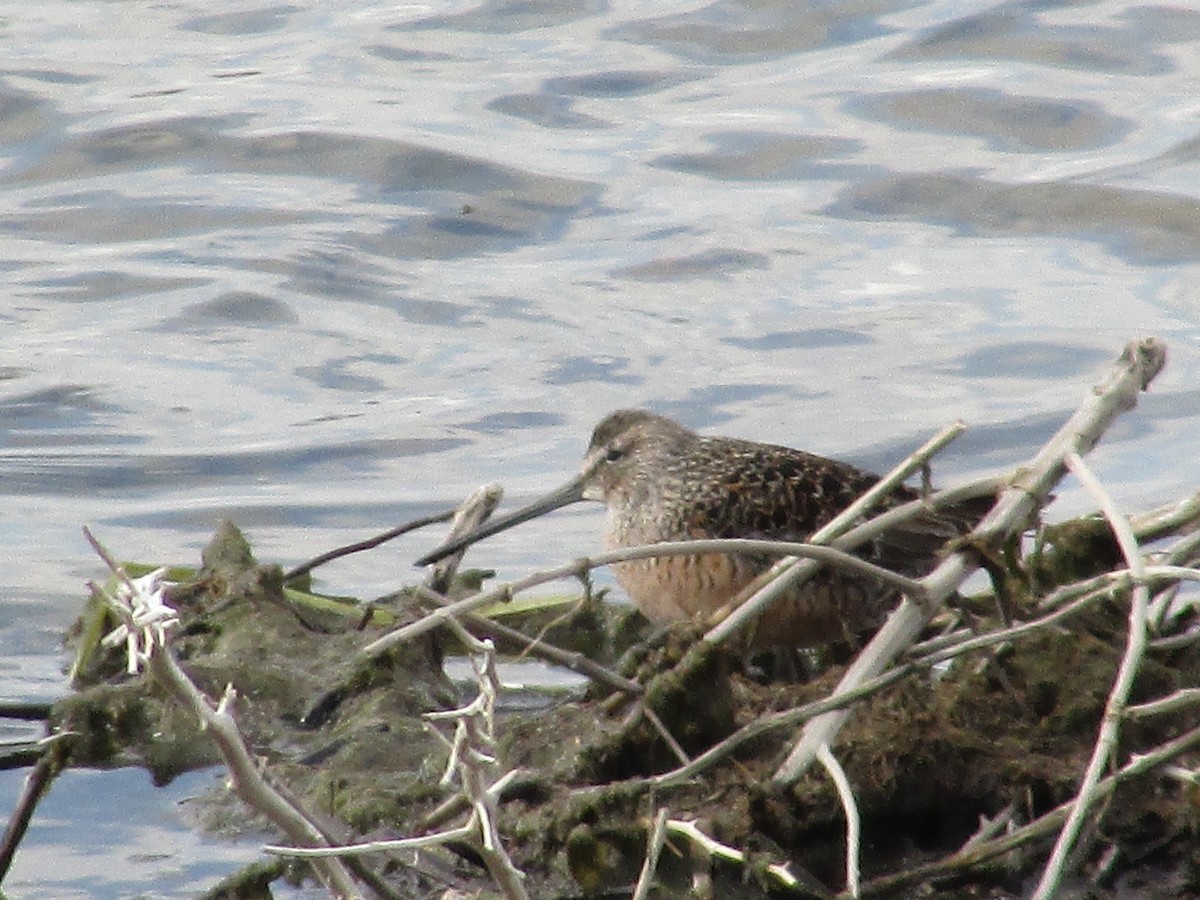 Long-billed Dowitcher - ML619649859