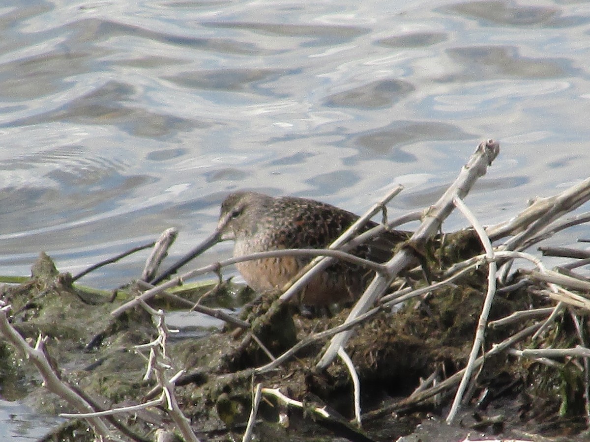 Long-billed Dowitcher - Felice  Lyons