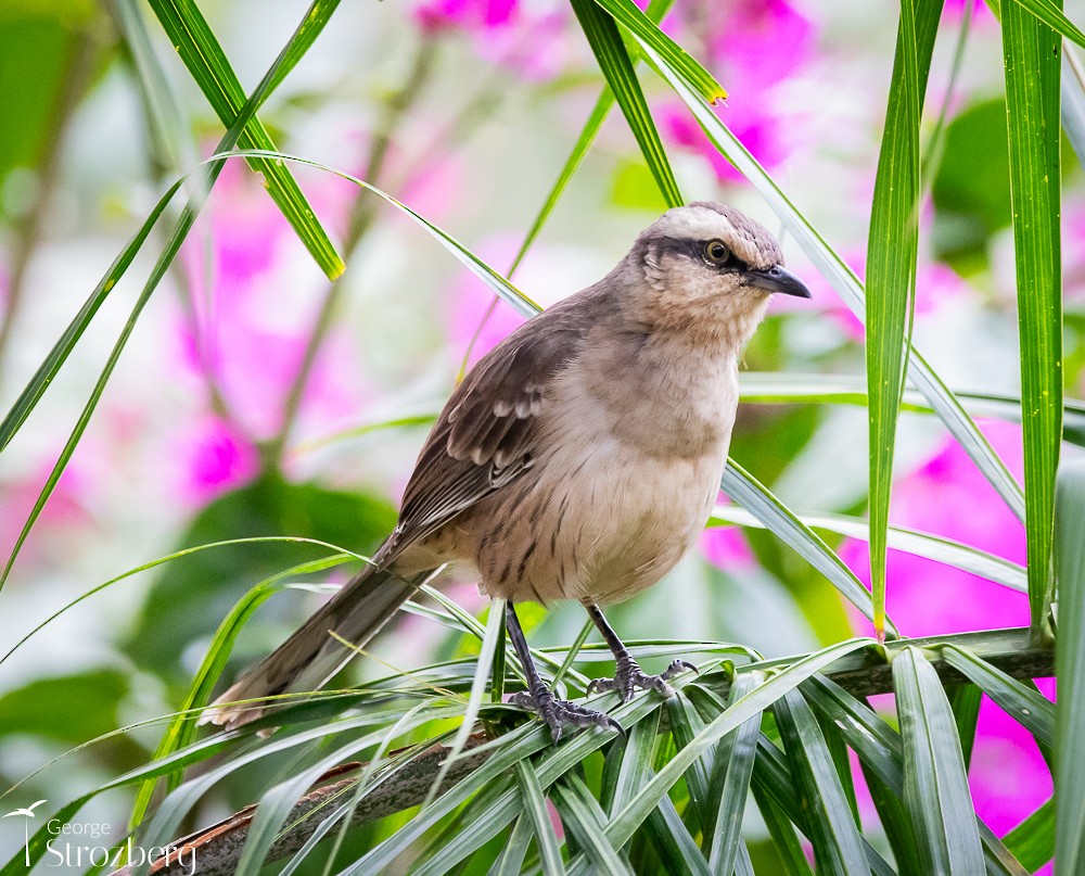 Chalk-browed Mockingbird - ML619649864