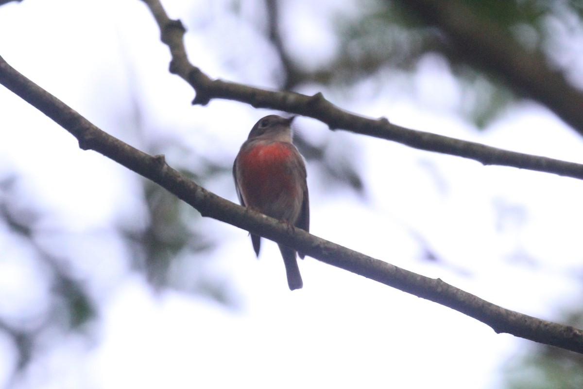 Pacific Robin - ML619649896