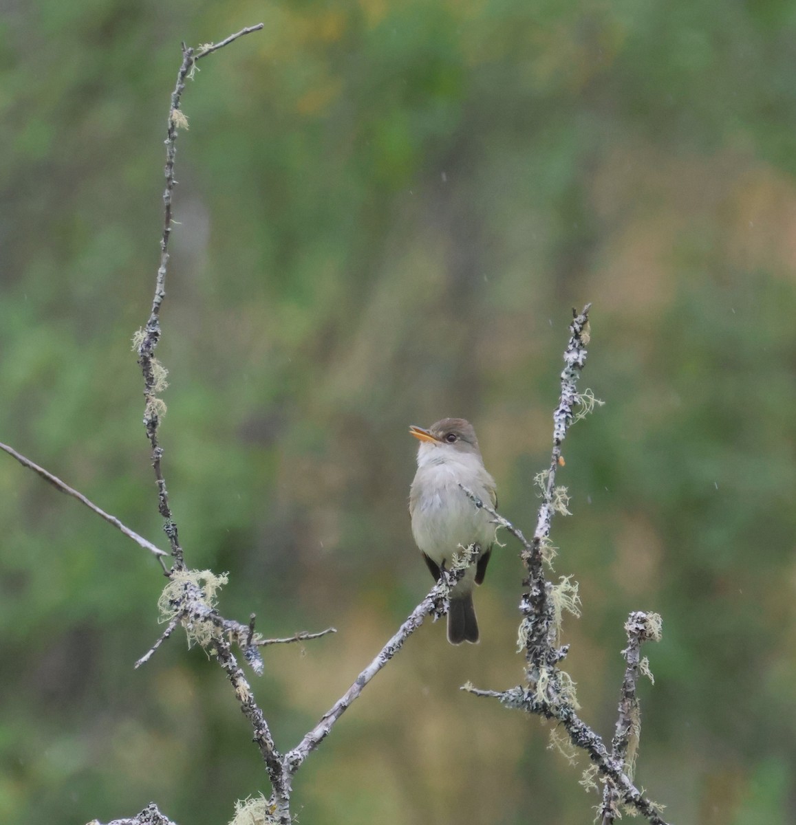 Willow Flycatcher - ML619649899