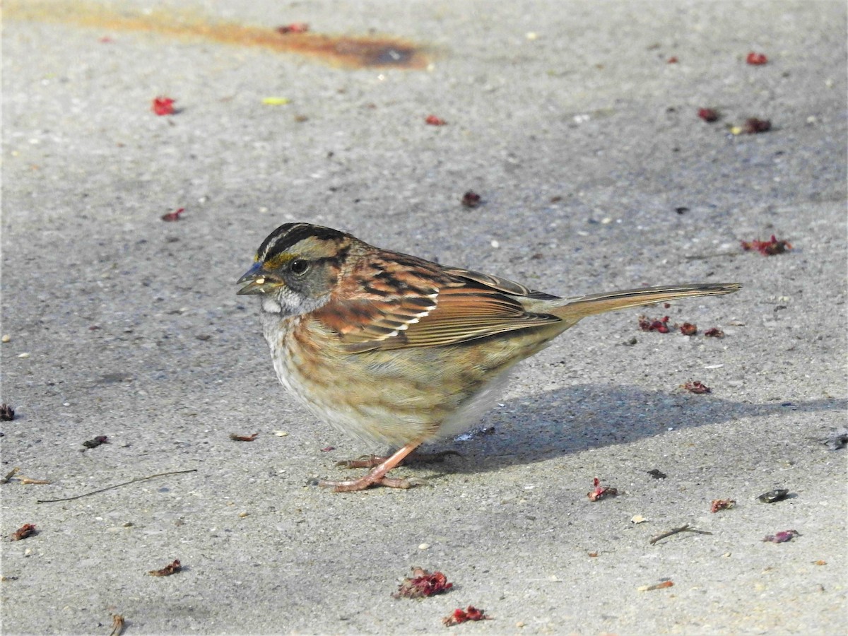 White-throated Sparrow - Sue Ascher