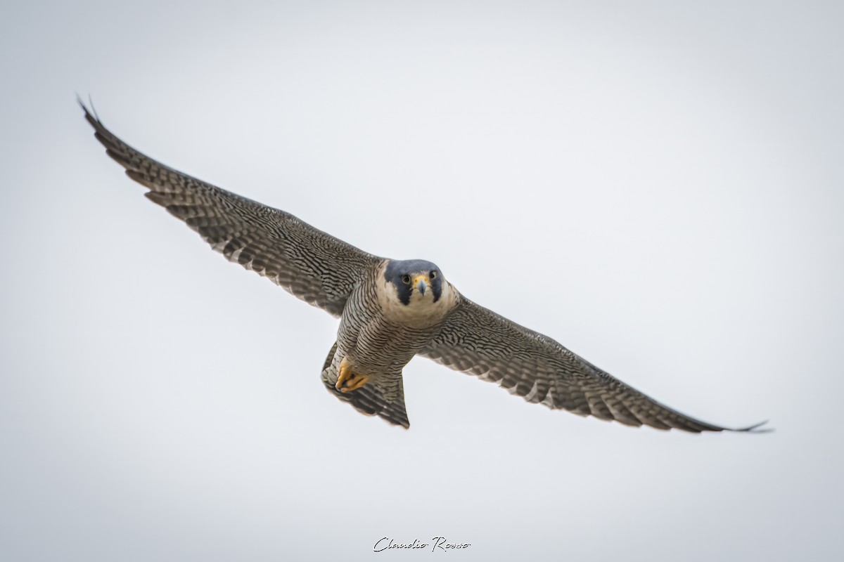 Peregrine Falcon - Claudio Rosso