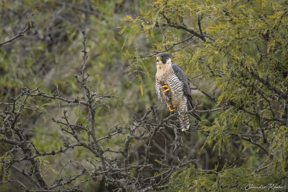 Peregrine Falcon - Claudio Rosso