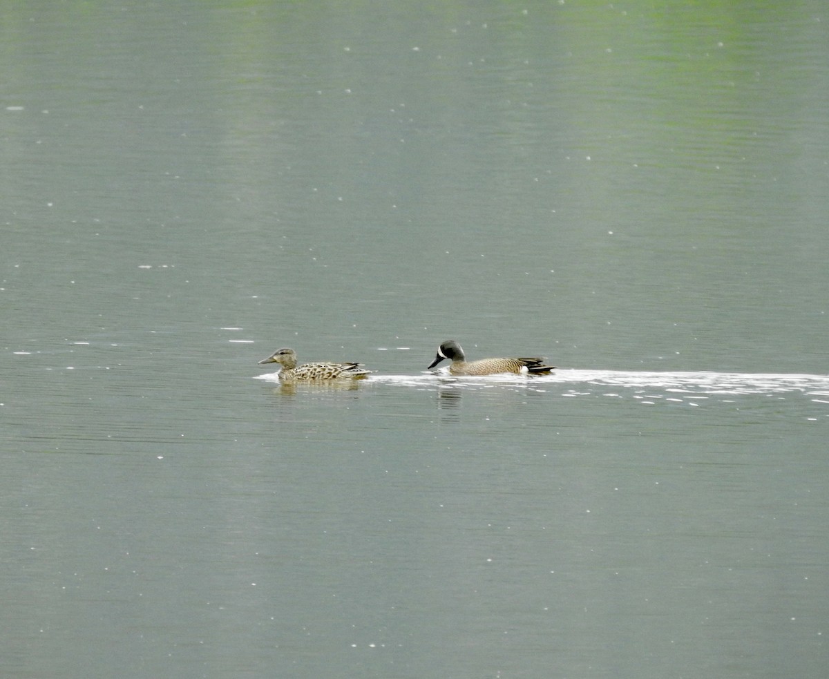 Blue-winged Teal - Sachi Snively