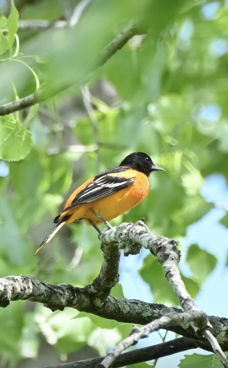 Baltimore Oriole - Sylvie Rioux