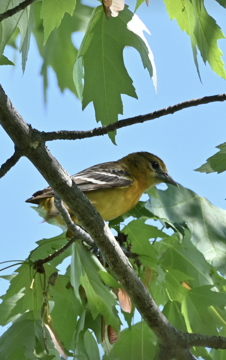 Baltimore Oriole - Sylvie Rioux