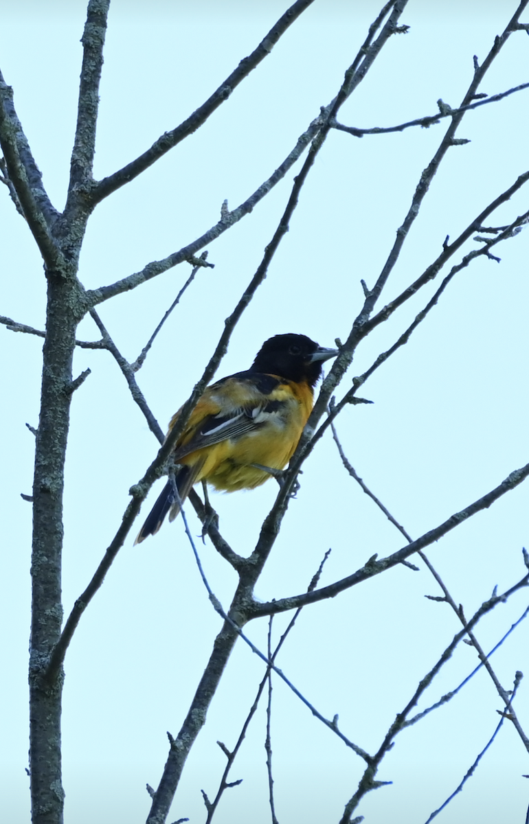 Baltimore Oriole - Sylvie Rioux