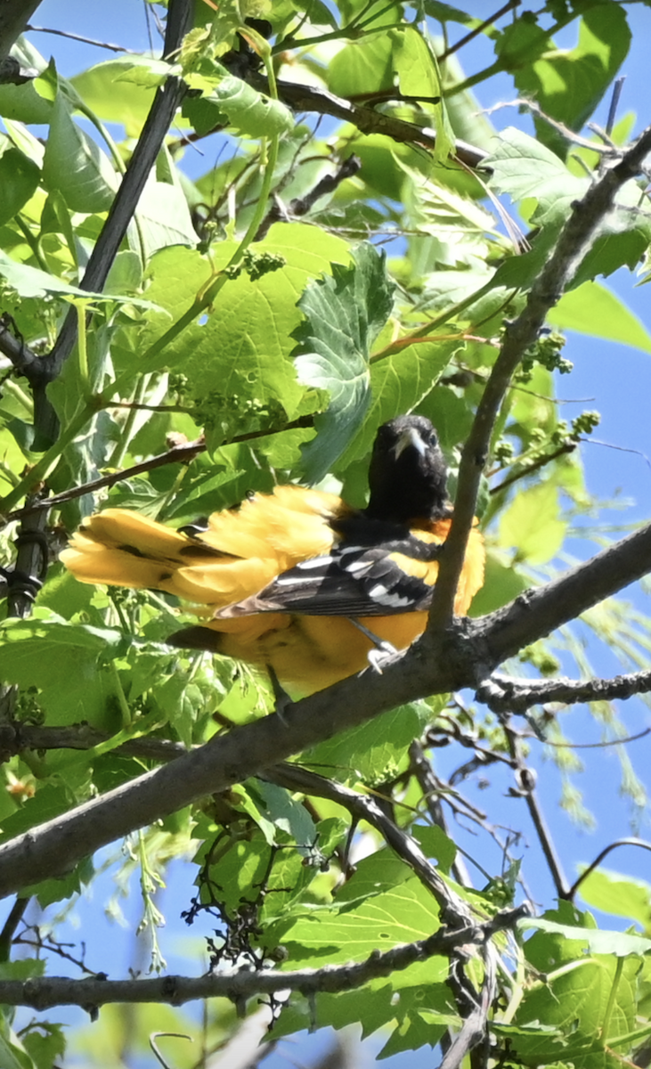 Baltimore Oriole - Sylvie Rioux