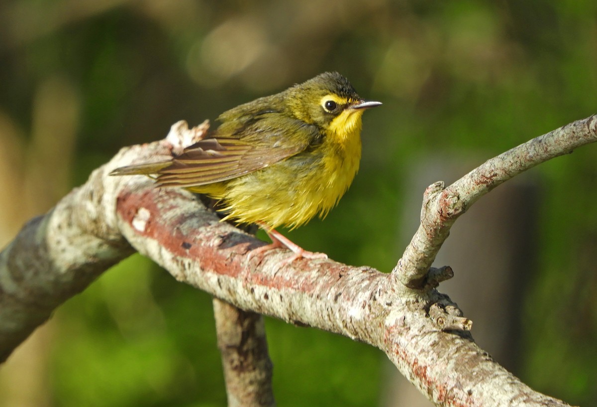 Kentucky Warbler - ML619649939