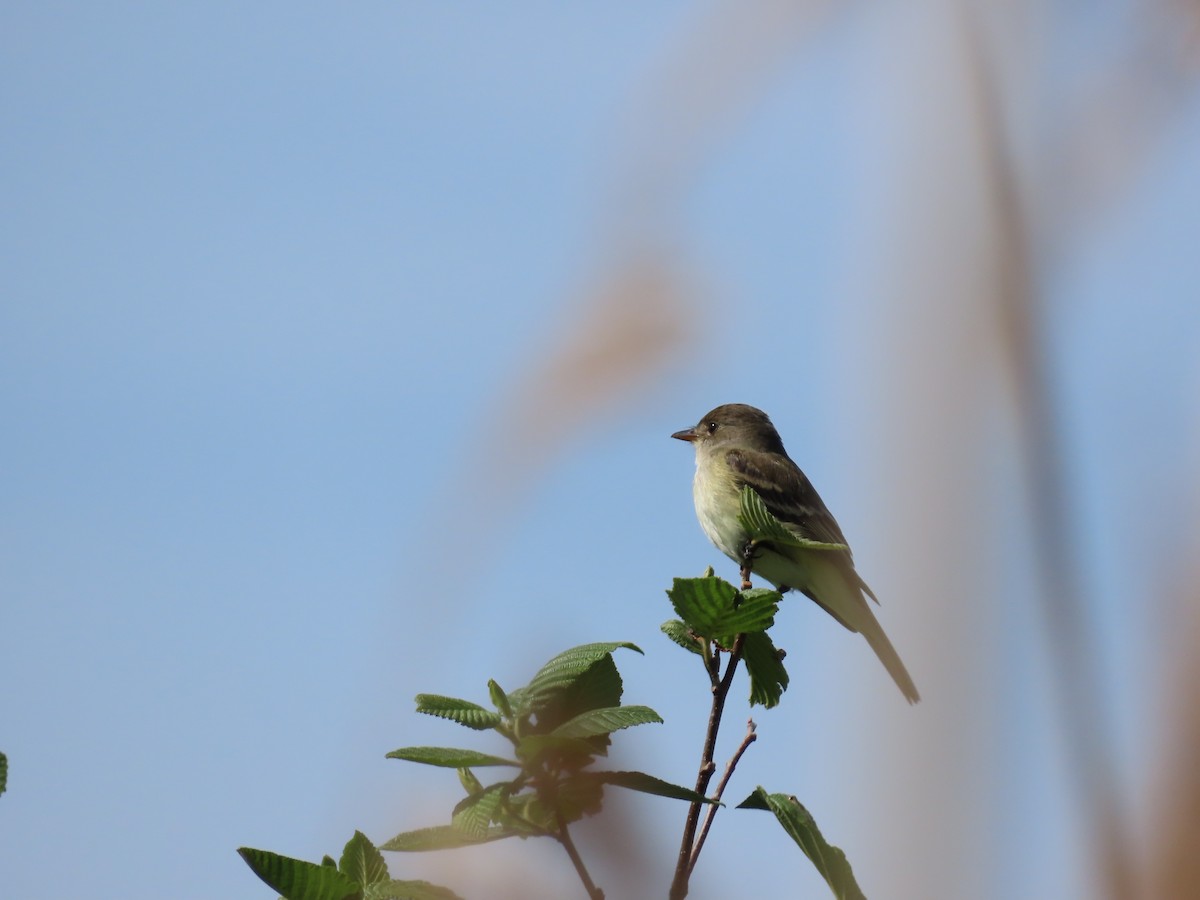 Willow Flycatcher - ML619649949