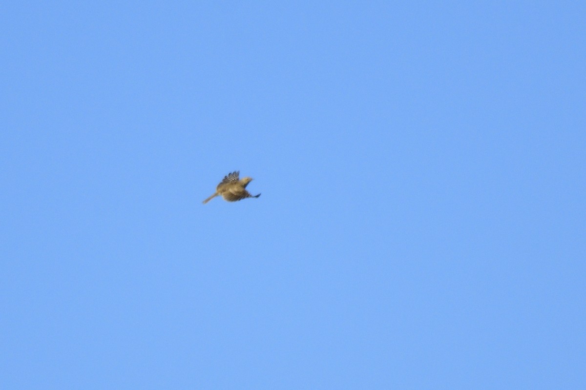 Eurasian Skylark - Ken Crawley