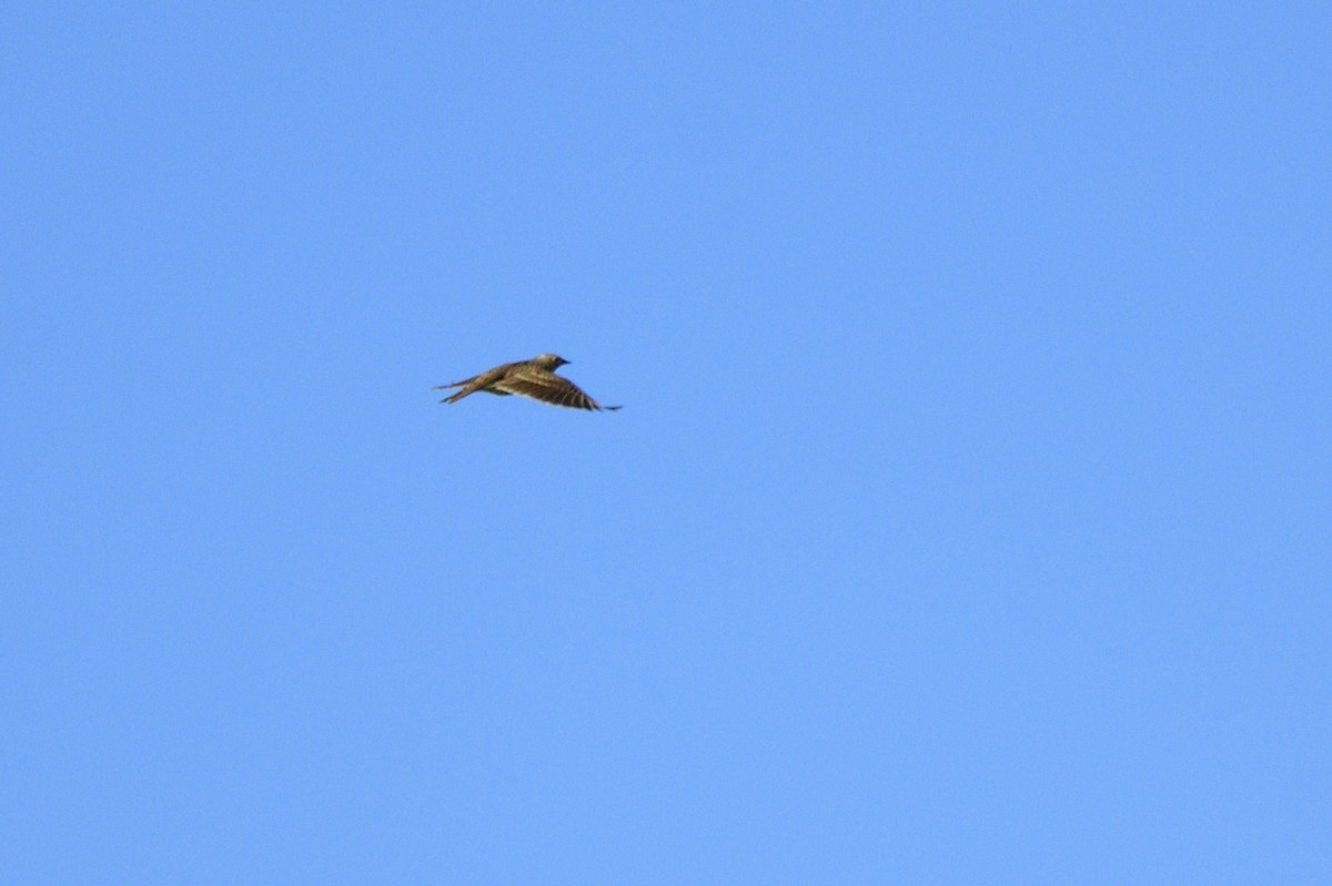 Eurasian Skylark - Ken Crawley