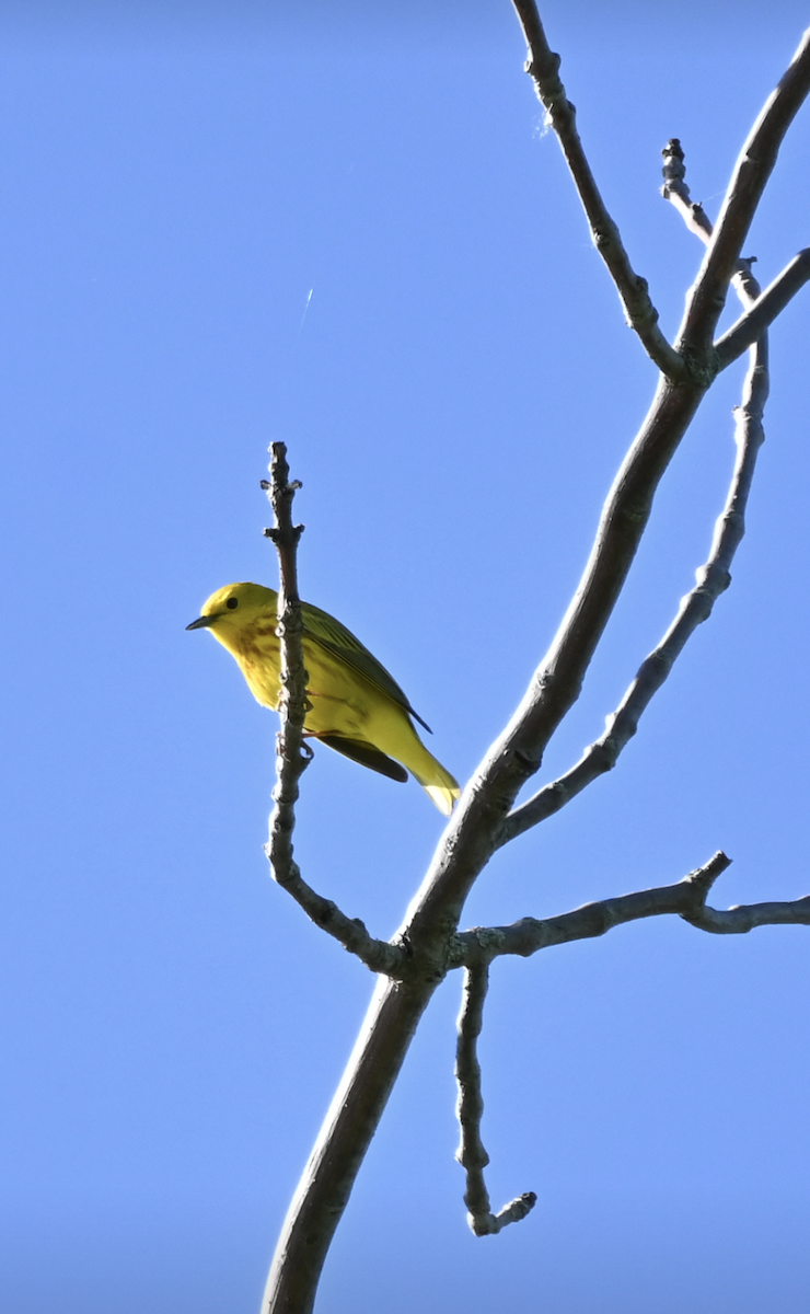 Yellow Warbler - Sylvie Rioux