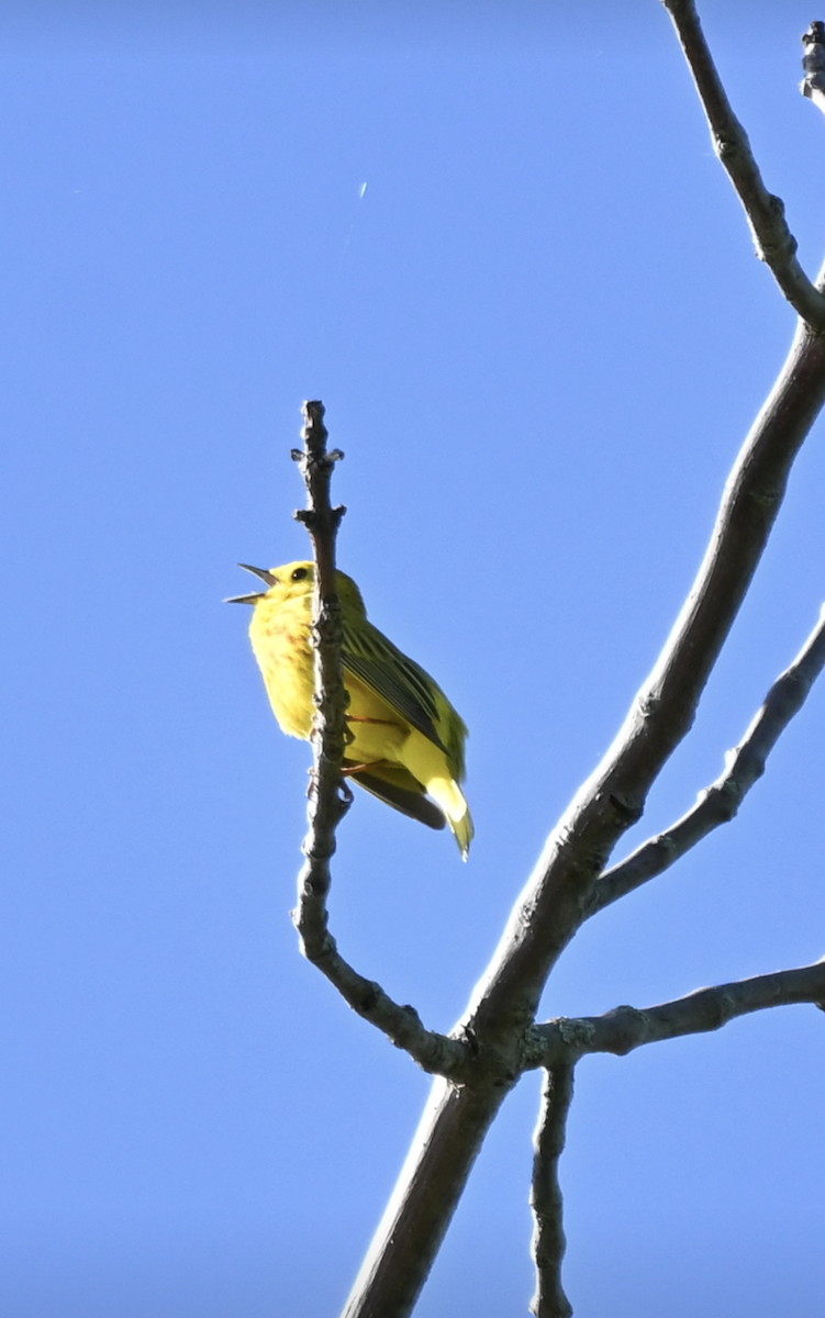 Yellow Warbler - Sylvie Rioux