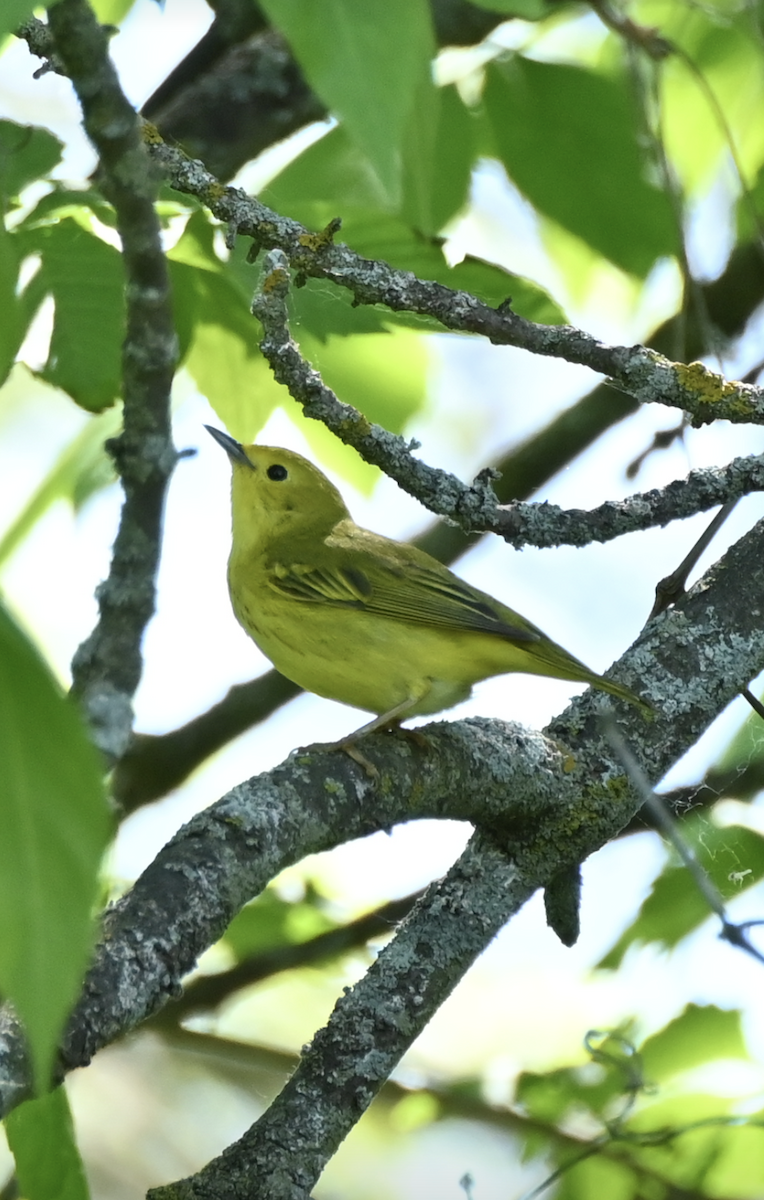 Yellow Warbler - Sylvie Rioux