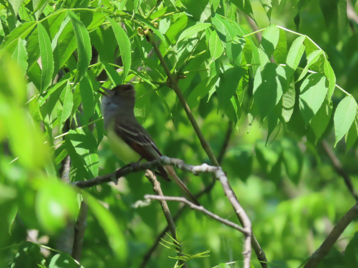 Great Crested Flycatcher - John Zou