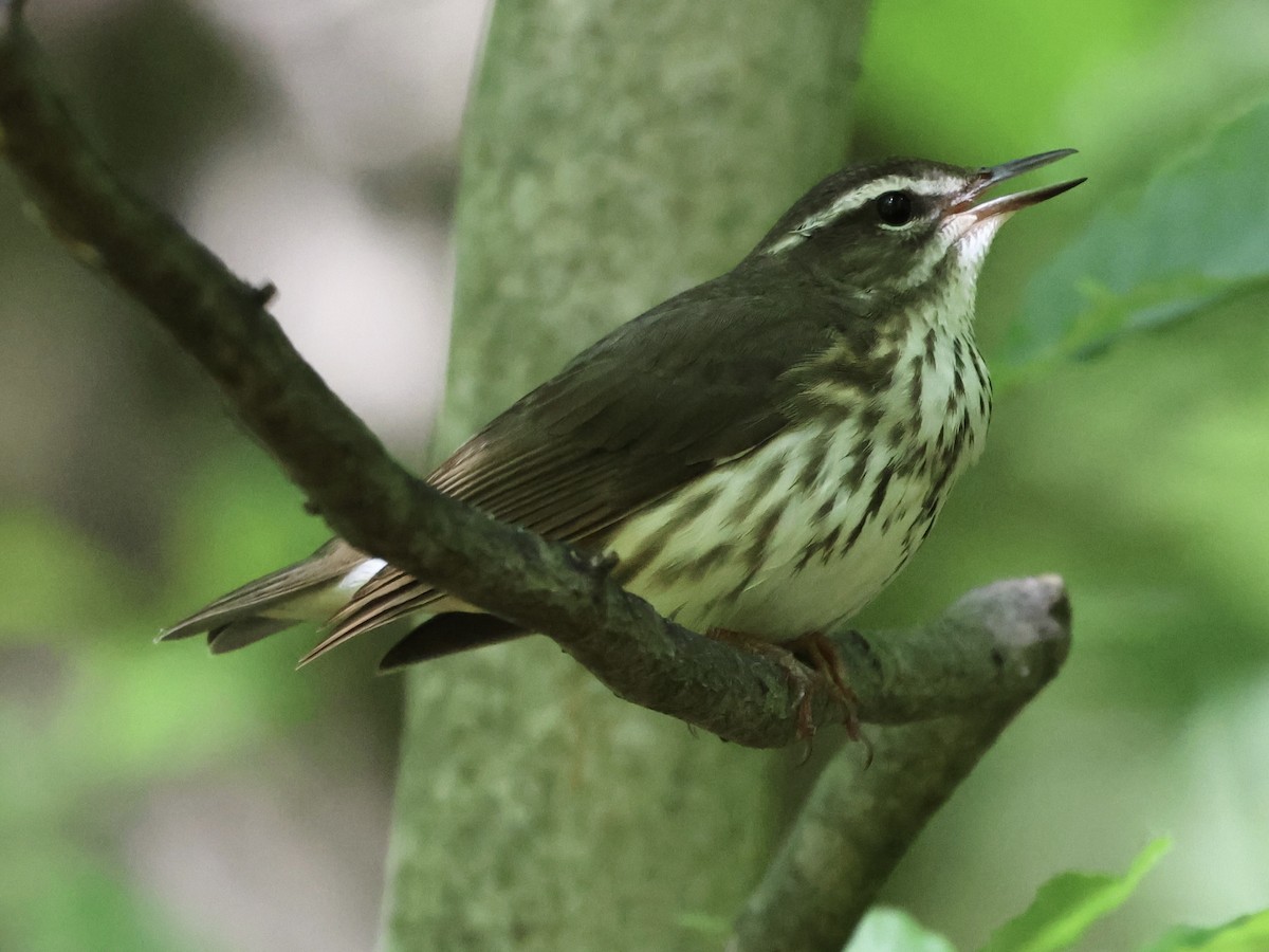 Louisiana Waterthrush - ML619649964