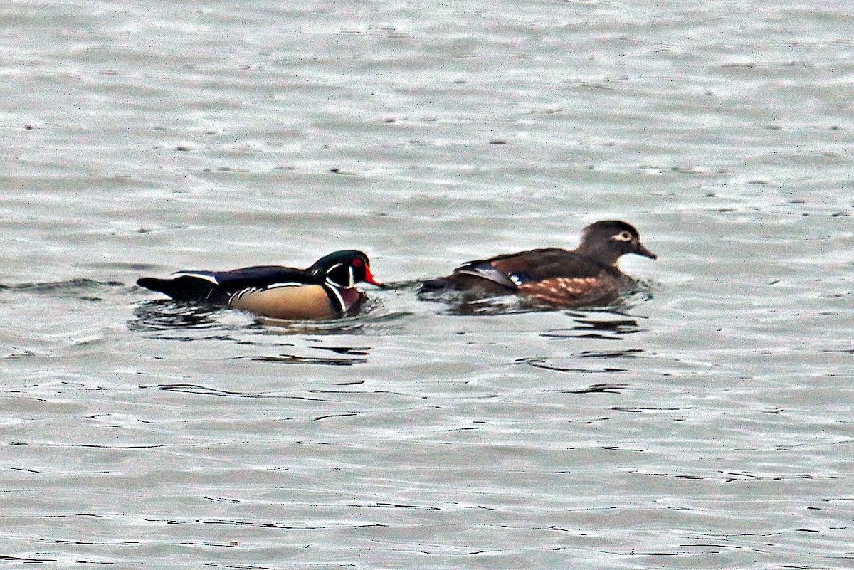 Wood Duck - Ronald Harrower