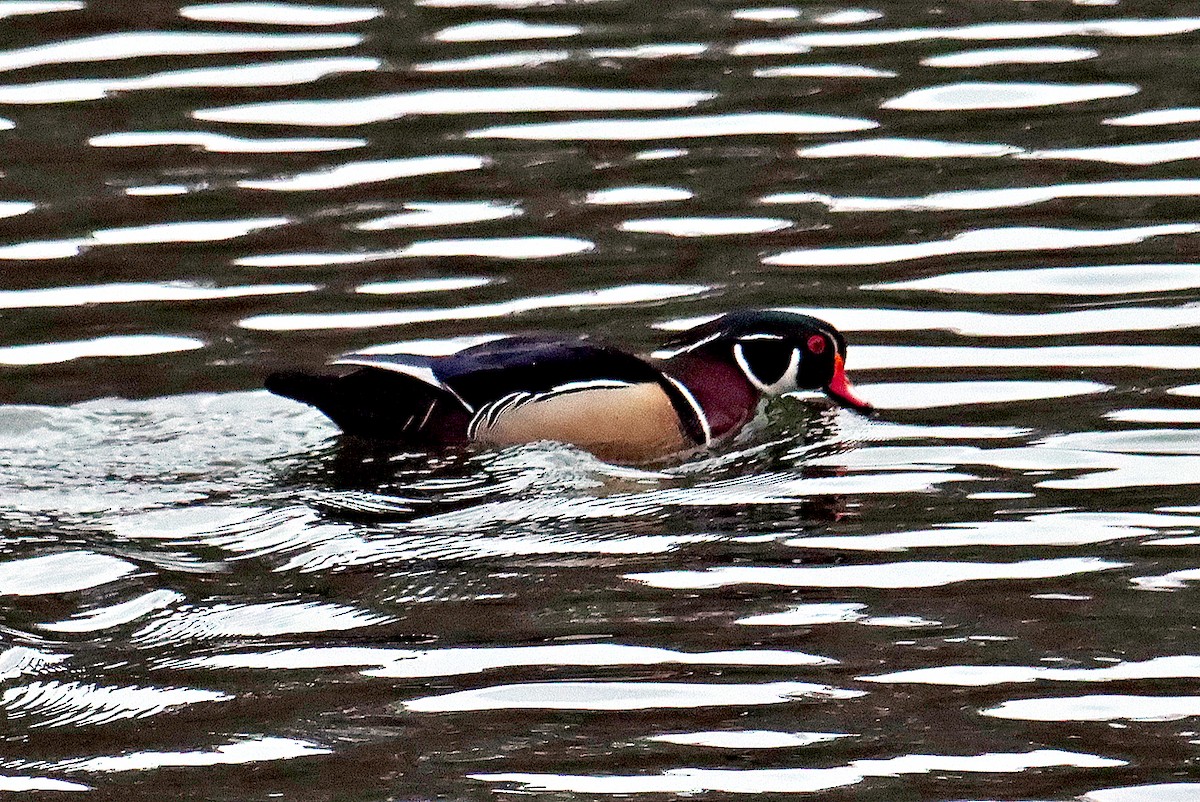 Wood Duck - Ronald Harrower