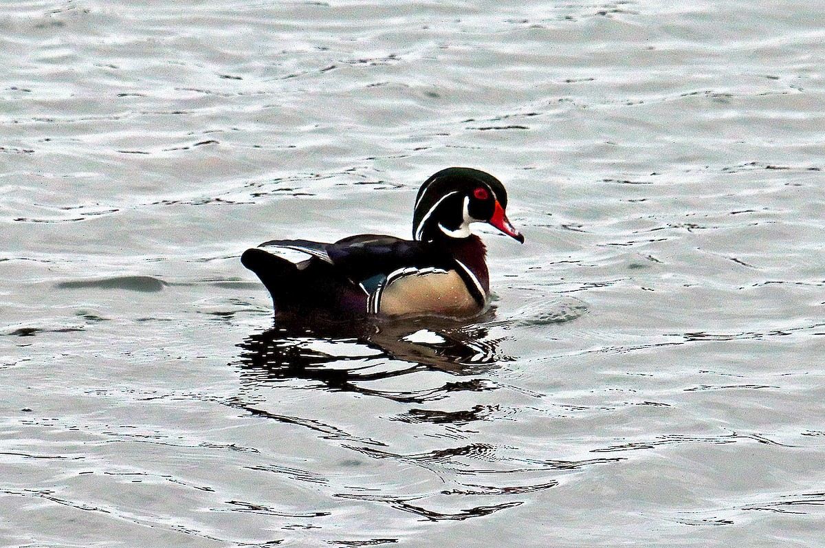 Wood Duck - ML619649972