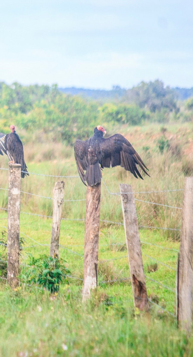 Turkey Vulture - Leidy margarita Niño acevedo