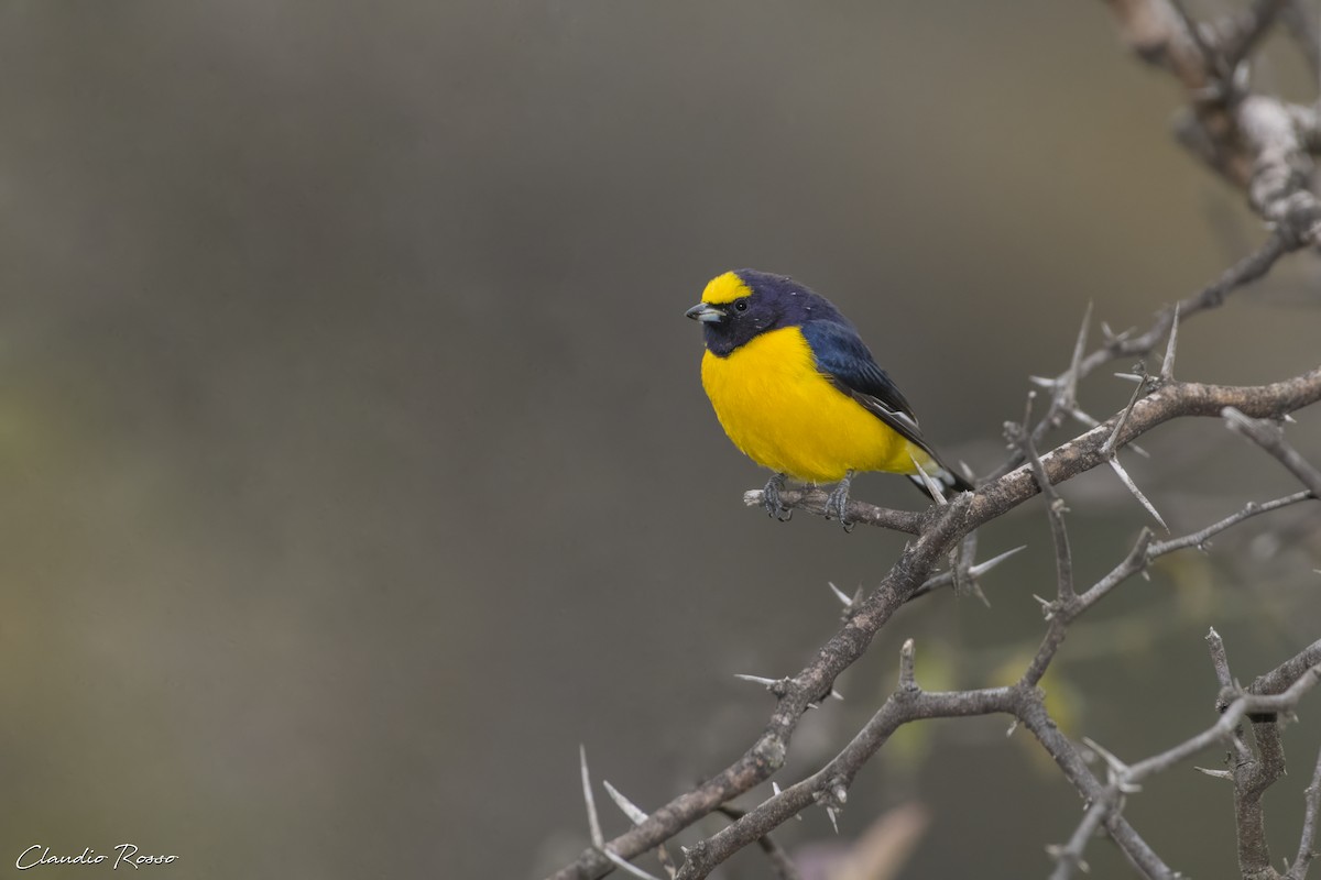 Purple-throated Euphonia - Claudio Rosso