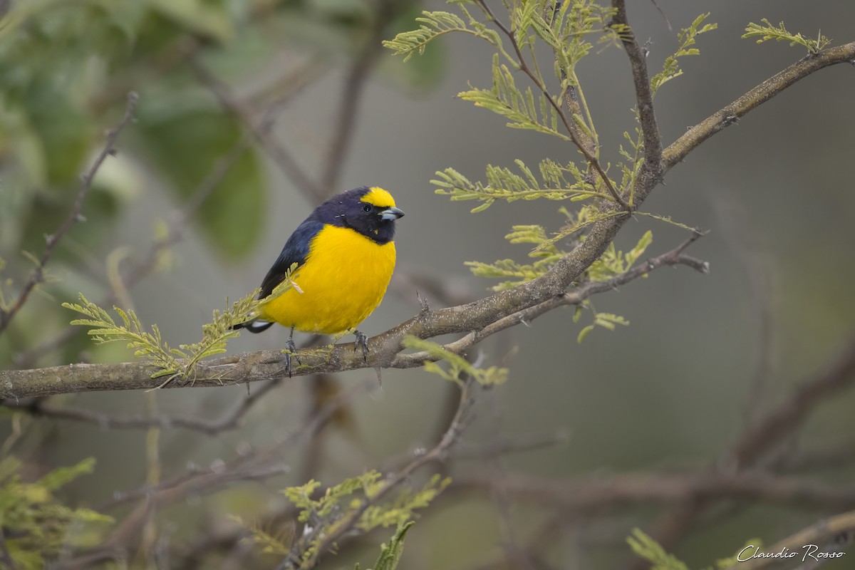 Purple-throated Euphonia - Claudio Rosso