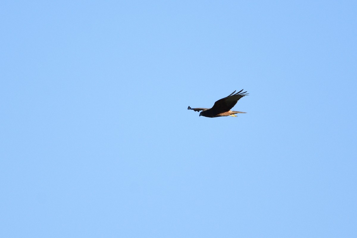 Swamp Harrier - Ken Crawley