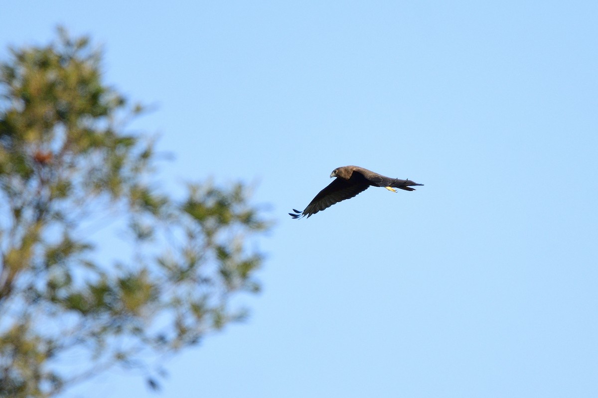 Swamp Harrier - Ken Crawley