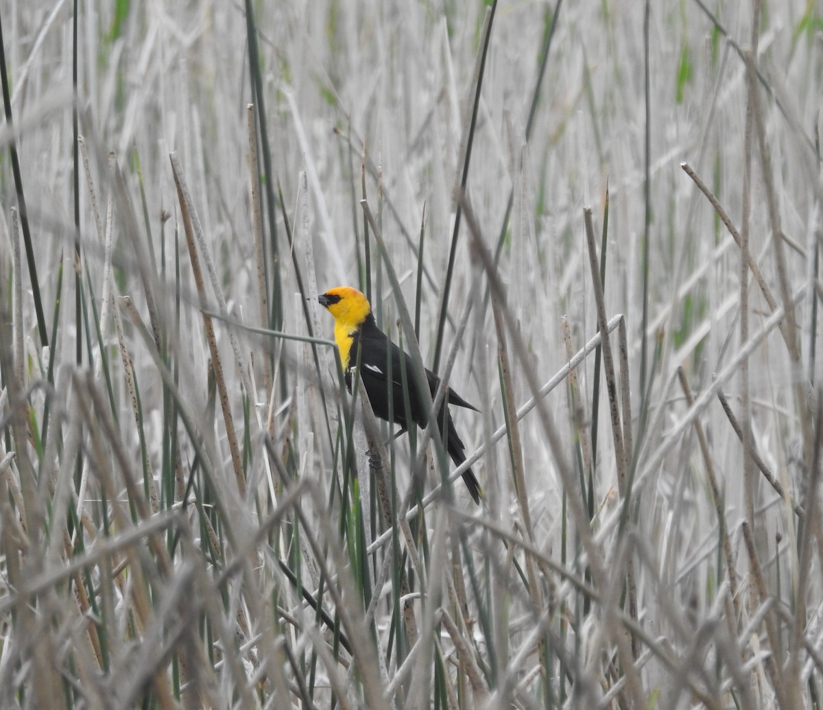 Yellow-headed Blackbird - ML619650012