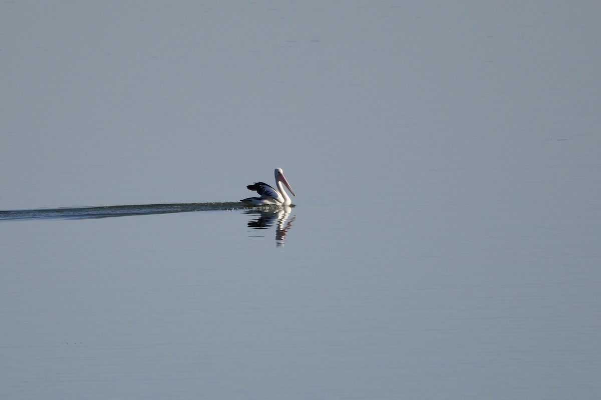 Australian Pelican - Ken Crawley