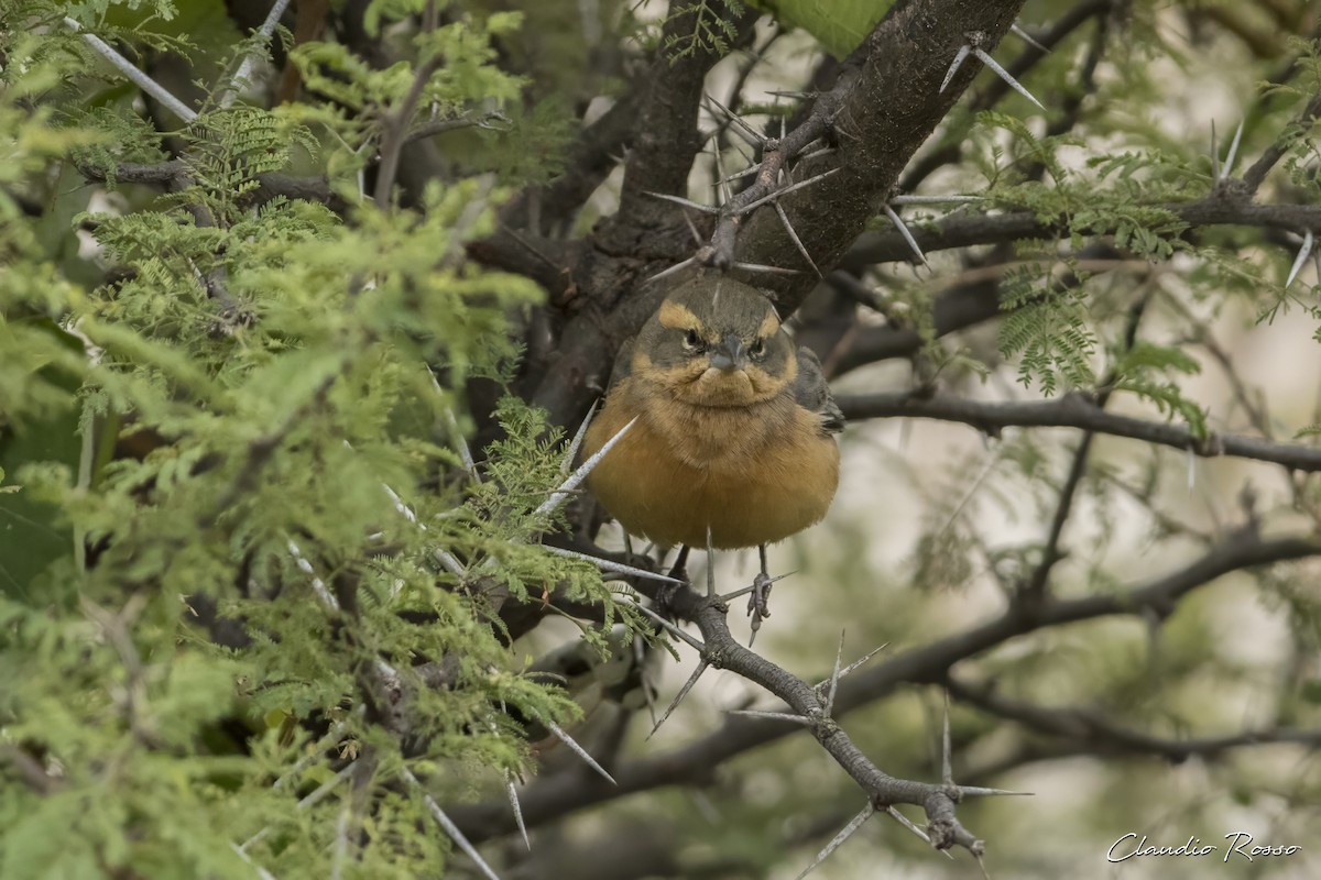 Cinnamon Warbling Finch - ML619650017