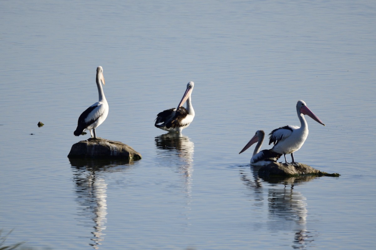 Australian Pelican - Ken Crawley