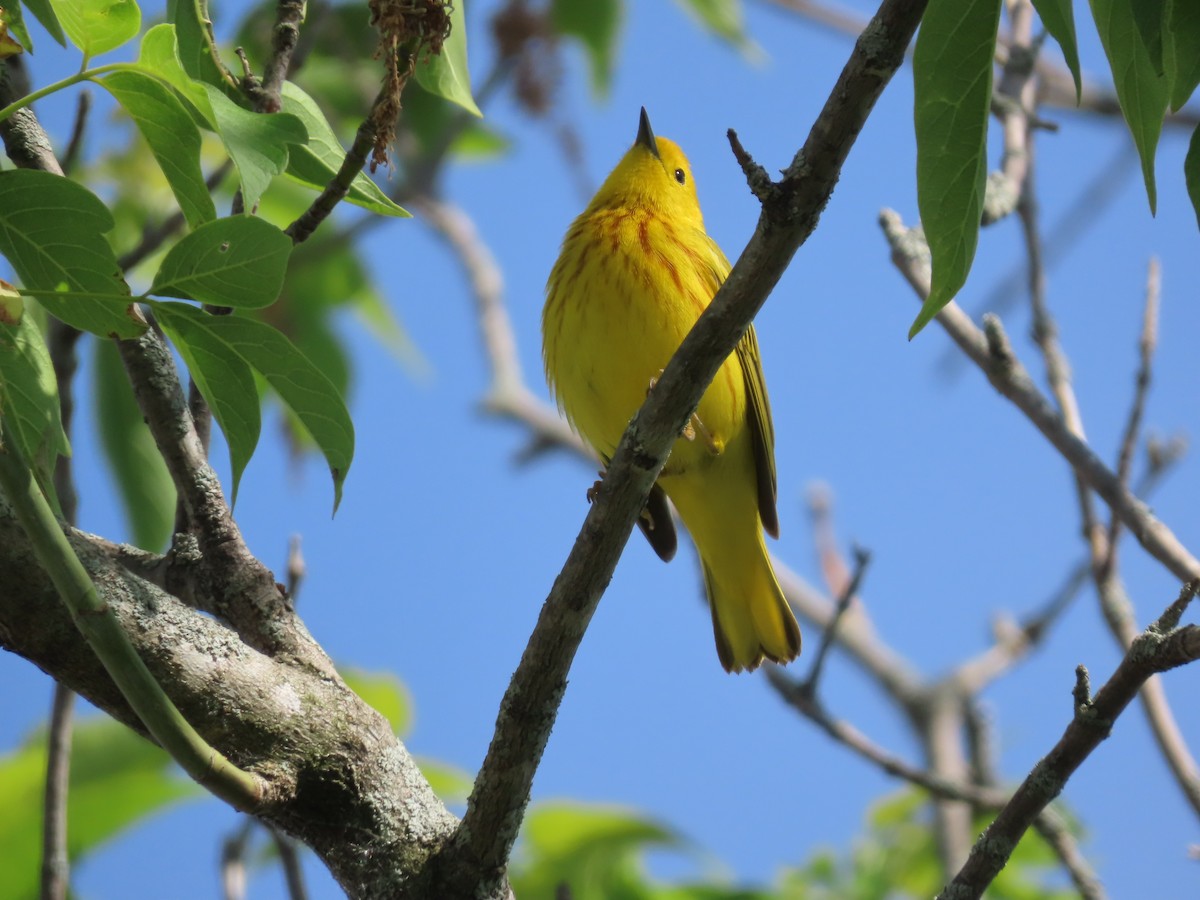 Yellow Warbler - John Zou