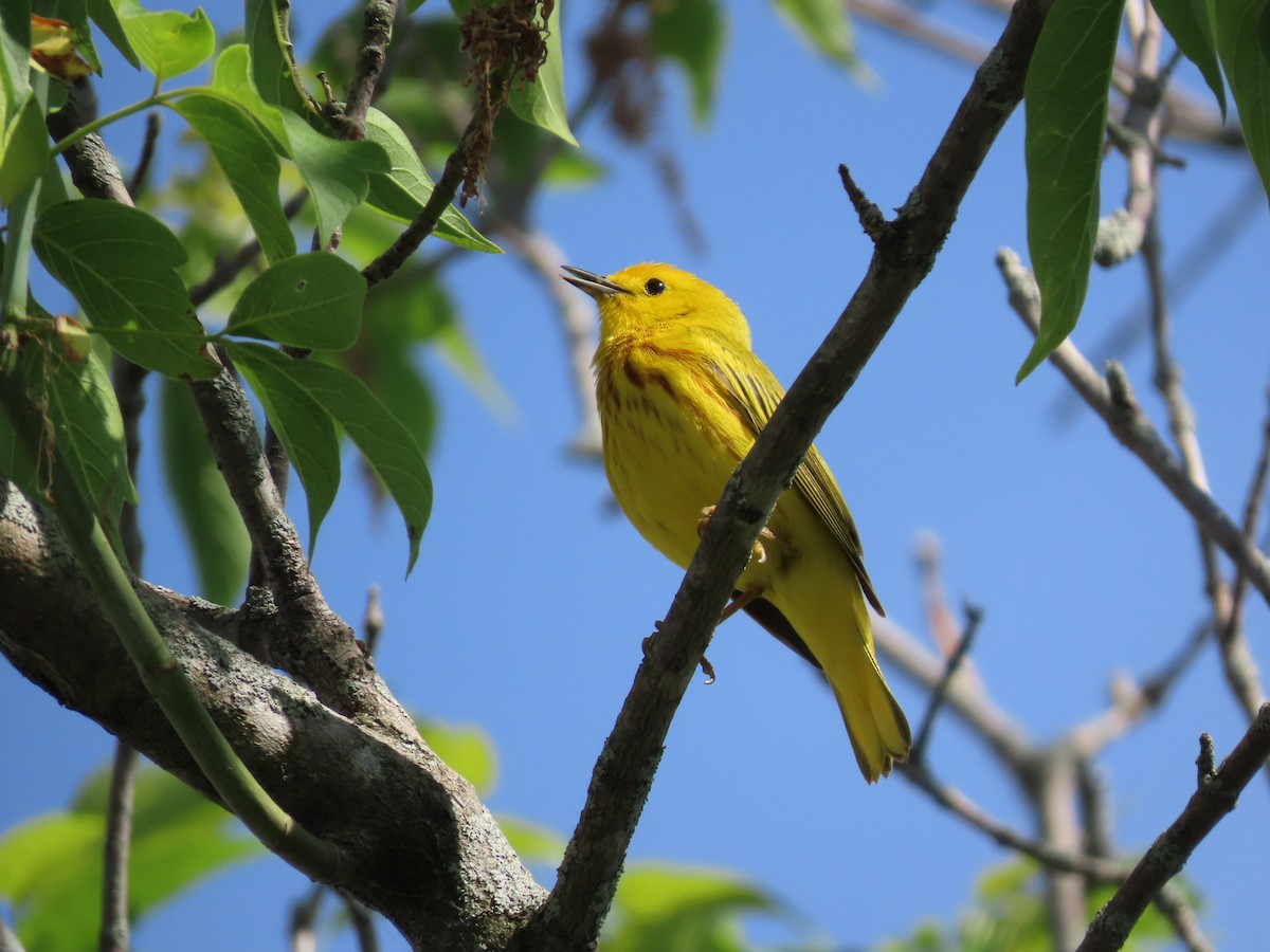 Yellow Warbler - John Zou