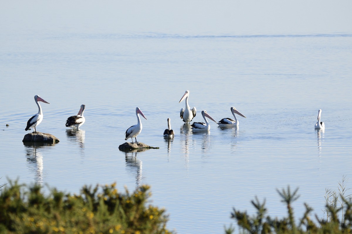 Australian Pelican - ML619650023