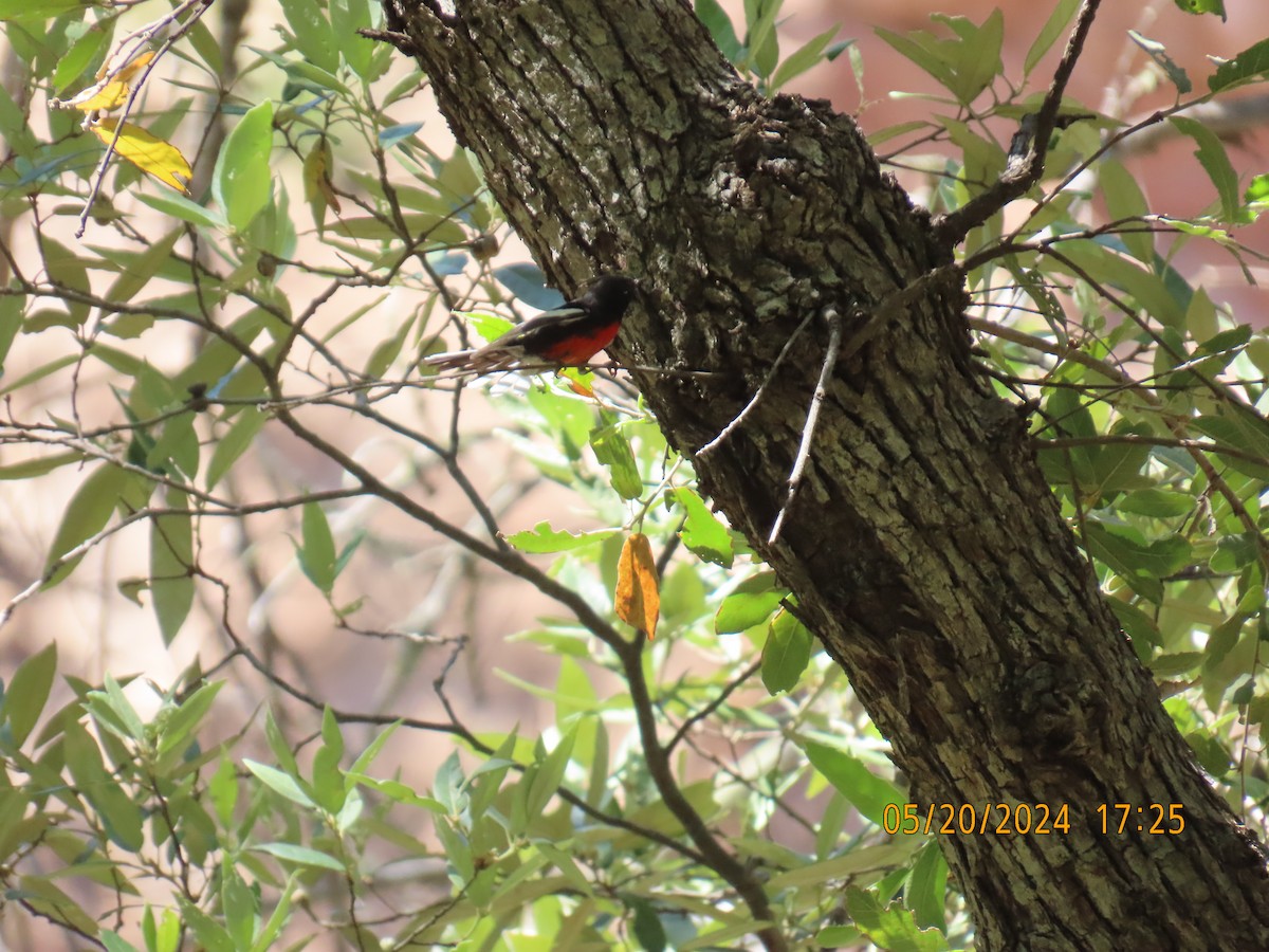 Painted Redstart - Andy Harrison