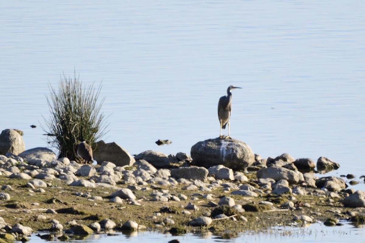 White-faced Heron - Ken Crawley