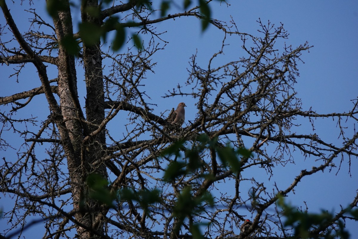 Mourning Dove - S Rama Chandran