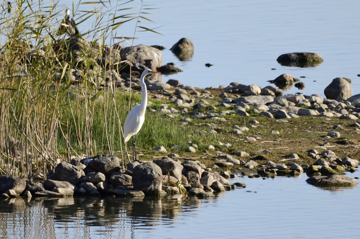 Great Egret - Ken Crawley