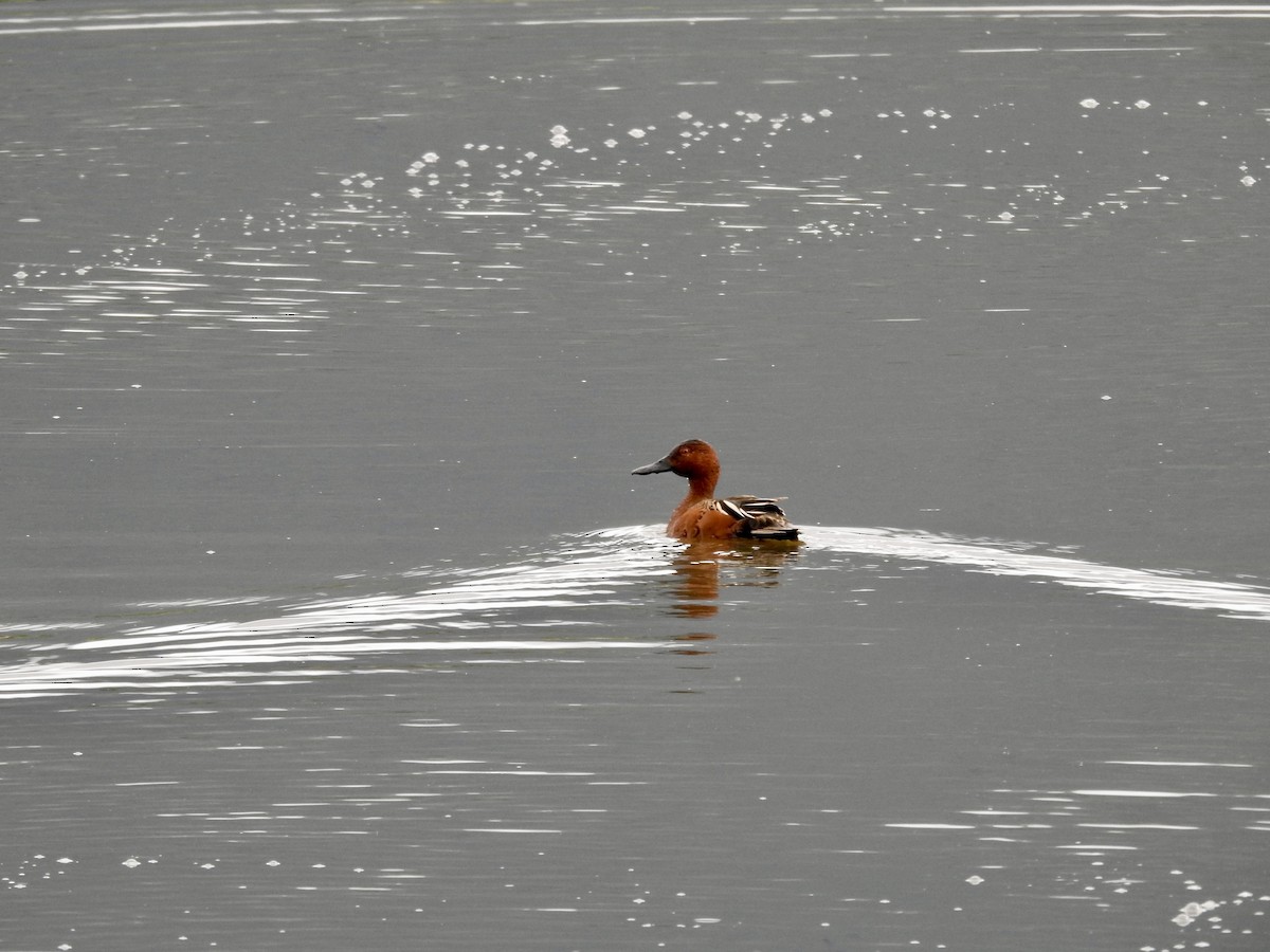 Cinnamon Teal - ML619650033