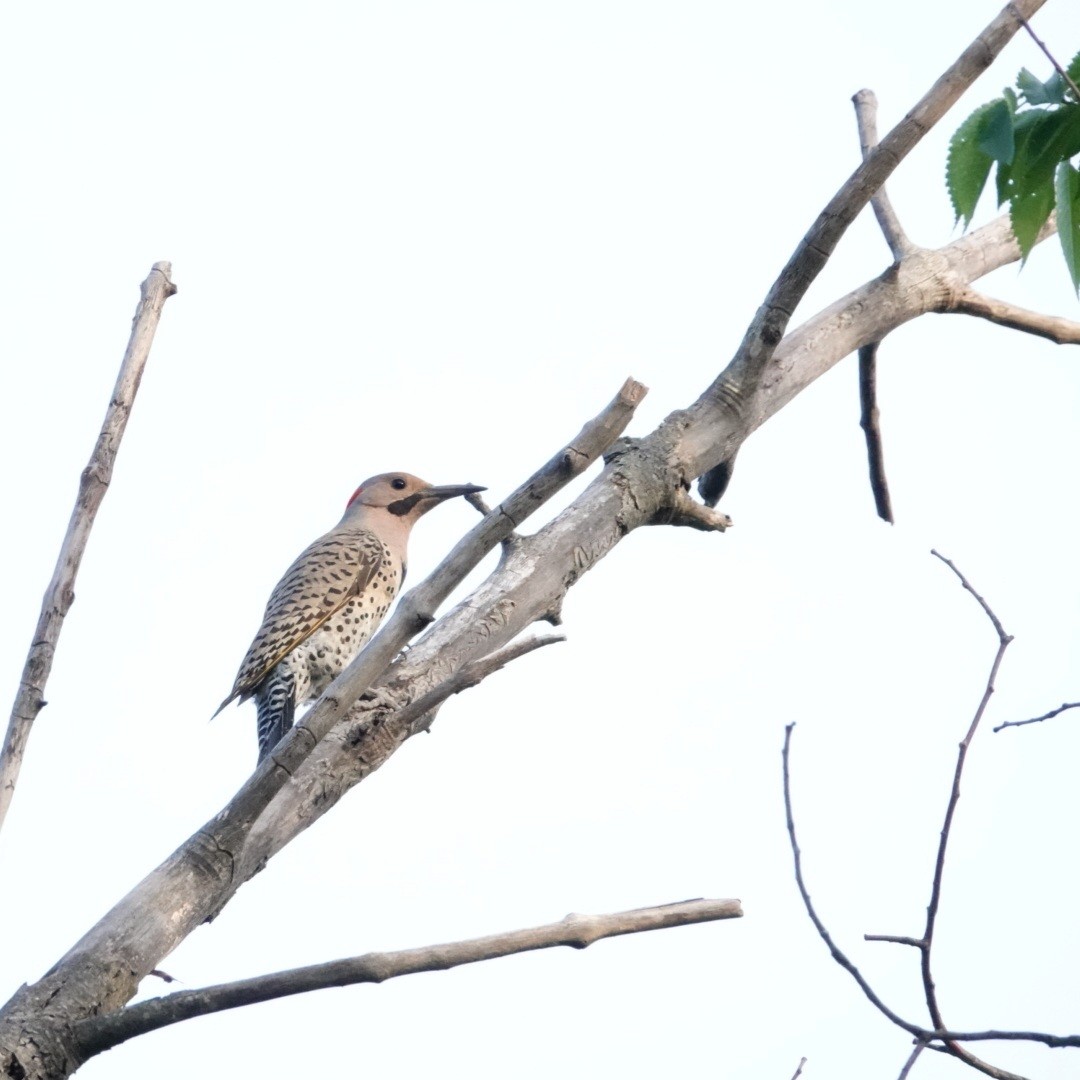 Northern Flicker - ML619650037