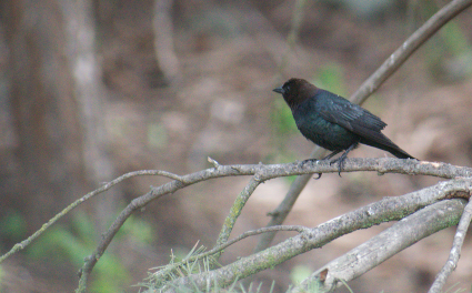 Brown-headed Cowbird - Angela Hansen