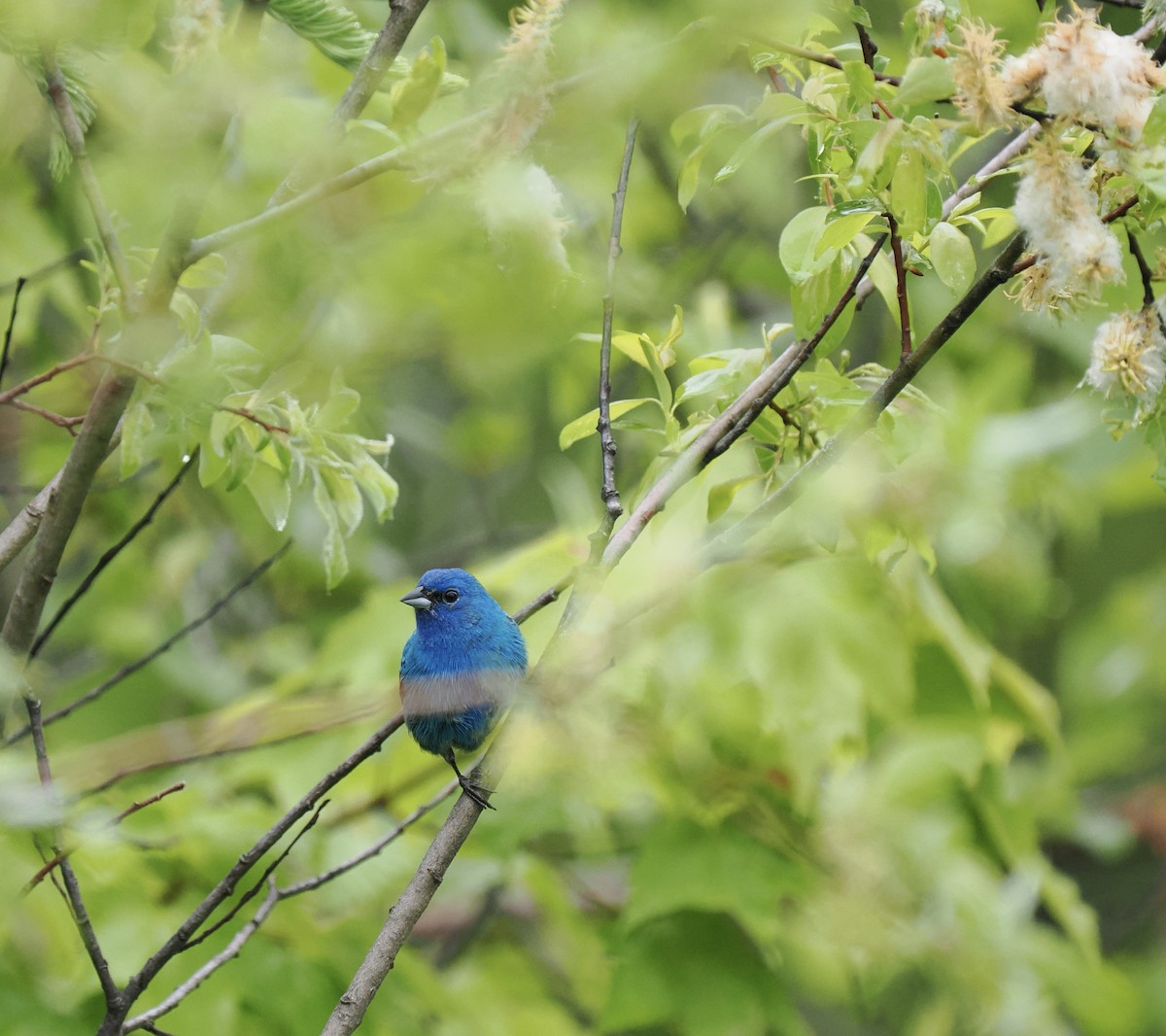 Indigo Bunting - Bruce Gates