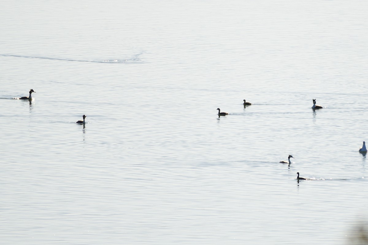 Great Crested Grebe - Ken Crawley