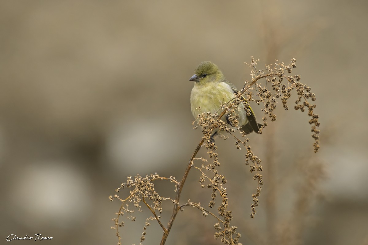 Hooded Siskin - Claudio Rosso